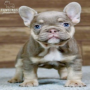 Beverly, the Hilarious Isabella and Tan French Bulldog Puppy thumbnail 5