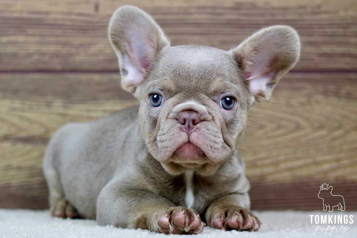 Andre, the Angelic Isabella French Bulldog Puppy
