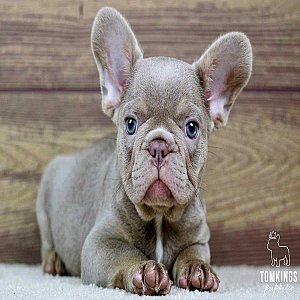 Andre, the Angelic Isabella French Bulldog Puppy thumbnail 1