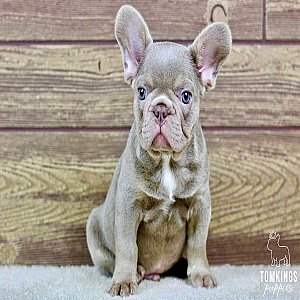 Andre, the Angelic Isabella French Bulldog Puppy thumbnail 2