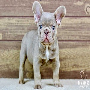 Andre, the Angelic Isabella French Bulldog Puppy thumbnail 3