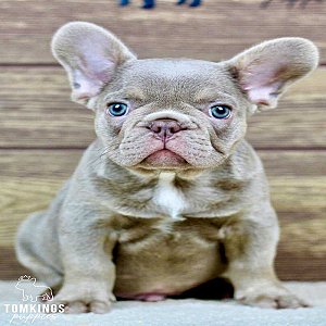 Andre, the Angelic Isabella French Bulldog Puppy thumbnail 4
