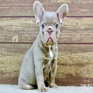 Andre, the Angelic Isabella French Bulldog Puppy thumbnail 5