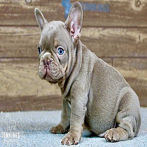 Wolfe, the Wonderboy Isabella French Bulldog Puppy thumbnail 1