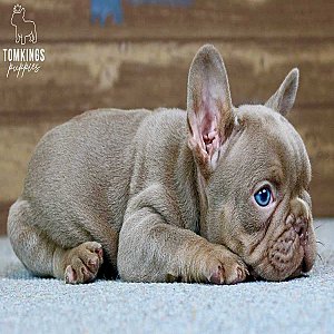 Wolfe, the Wonderboy Isabella French Bulldog Puppy thumbnail 2