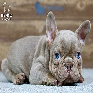 Wolfe, the Wonderboy Isabella French Bulldog Puppy thumbnail 3