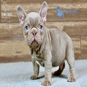 Wolfe, the Wonderboy Isabella French Bulldog Puppy thumbnail 4