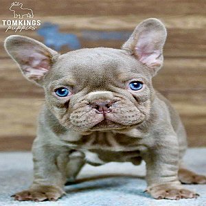 Wolfe, the Wonderboy Isabella French Bulldog Puppy thumbnail 5