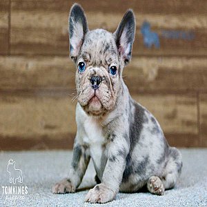 Romeo, the Romantic Blue Merle French Bulldog Puppy thumbnail 1