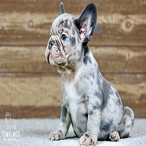 Romeo, the Romantic Blue Merle French Bulldog Puppy thumbnail 2