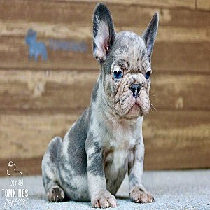 Romeo, the Romantic Blue Merle French Bulldog Puppy thumbnail 3