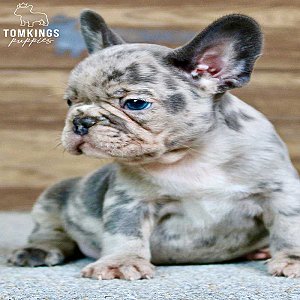 Romeo, the Romantic Blue Merle French Bulldog Puppy thumbnail 4