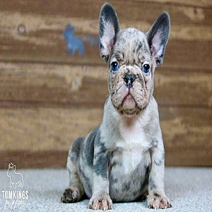 Romeo, the Romantic Blue Merle French Bulldog Puppy thumbnail 5