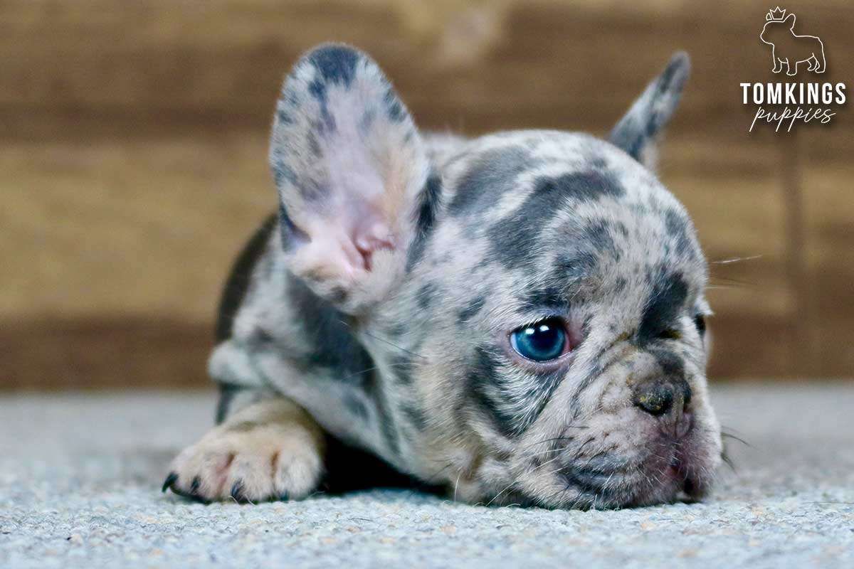 Solomon, the charming