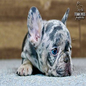 Solomon, the charming thumbnail 1