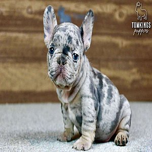 Solomon, the charming thumbnail 2