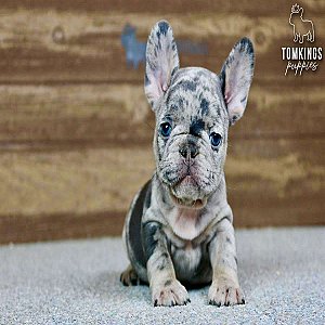 Solomon, the charming thumbnail 3