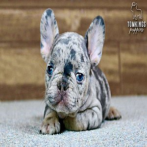 Solomon, the charming thumbnail 4