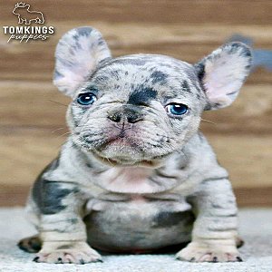 Solomon, the charming thumbnail 5