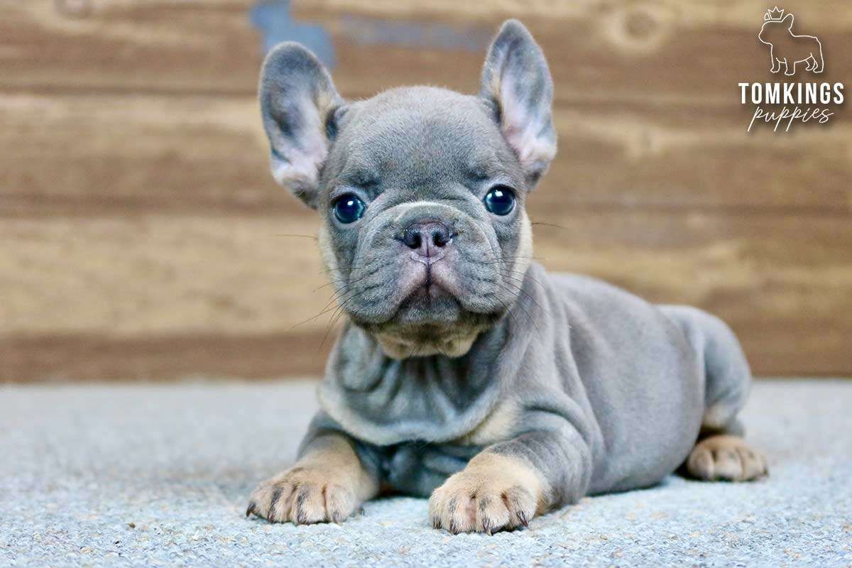 Francesca, the Sweet Blue and Tan French Bulldog Puppy
