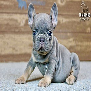 Francesca, the Sweet Blue and Tan French Bulldog Puppy thumbnail 2