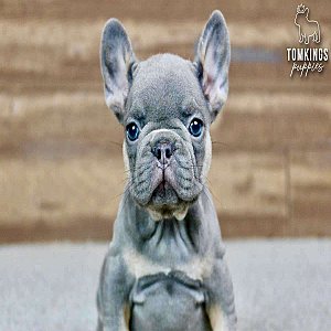 Francesca, the Sweet Blue and Tan French Bulldog Puppy thumbnail 3