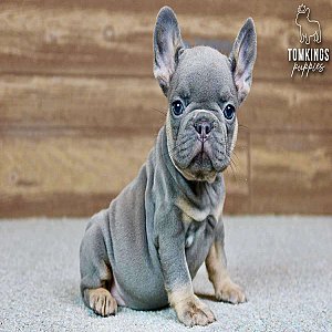 Francesca, the Sweet Blue and Tan French Bulldog Puppy thumbnail 4