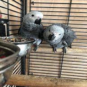 african grey parrots for sale thumbnail 1