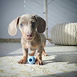 mini Dachshund puppy For sale thumbnail 1
