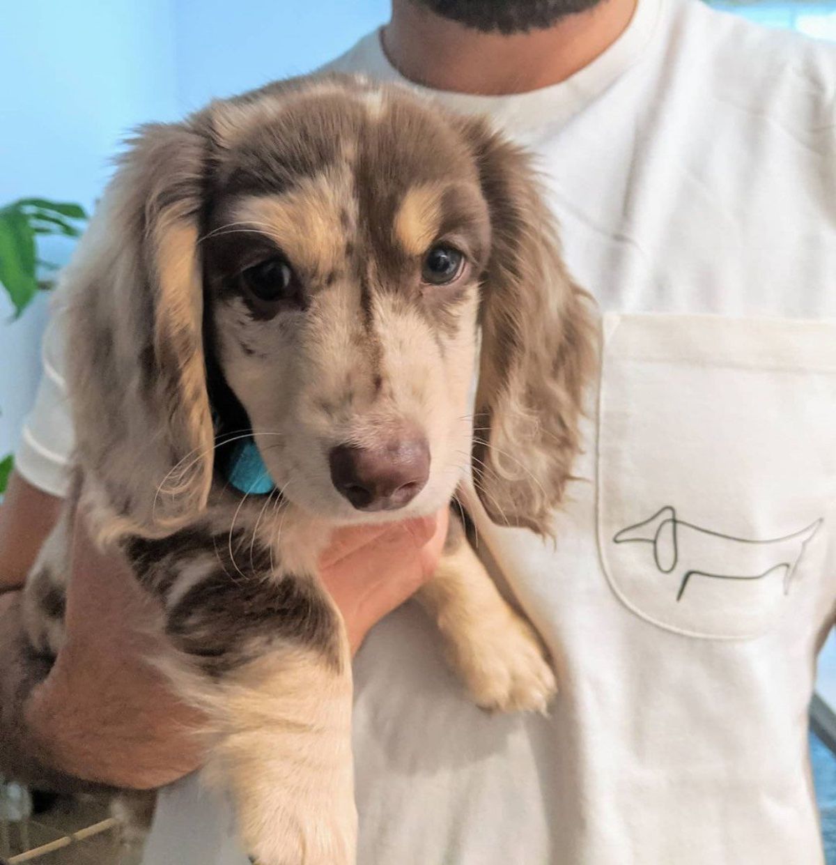 Merle mini Dachshund puppy For sale