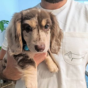Merle mini Dachshund puppy For sale thumbnail 1