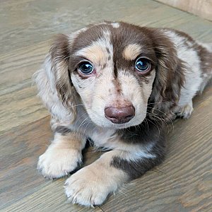 Merle mini Dachshund puppy For sale thumbnail 2
