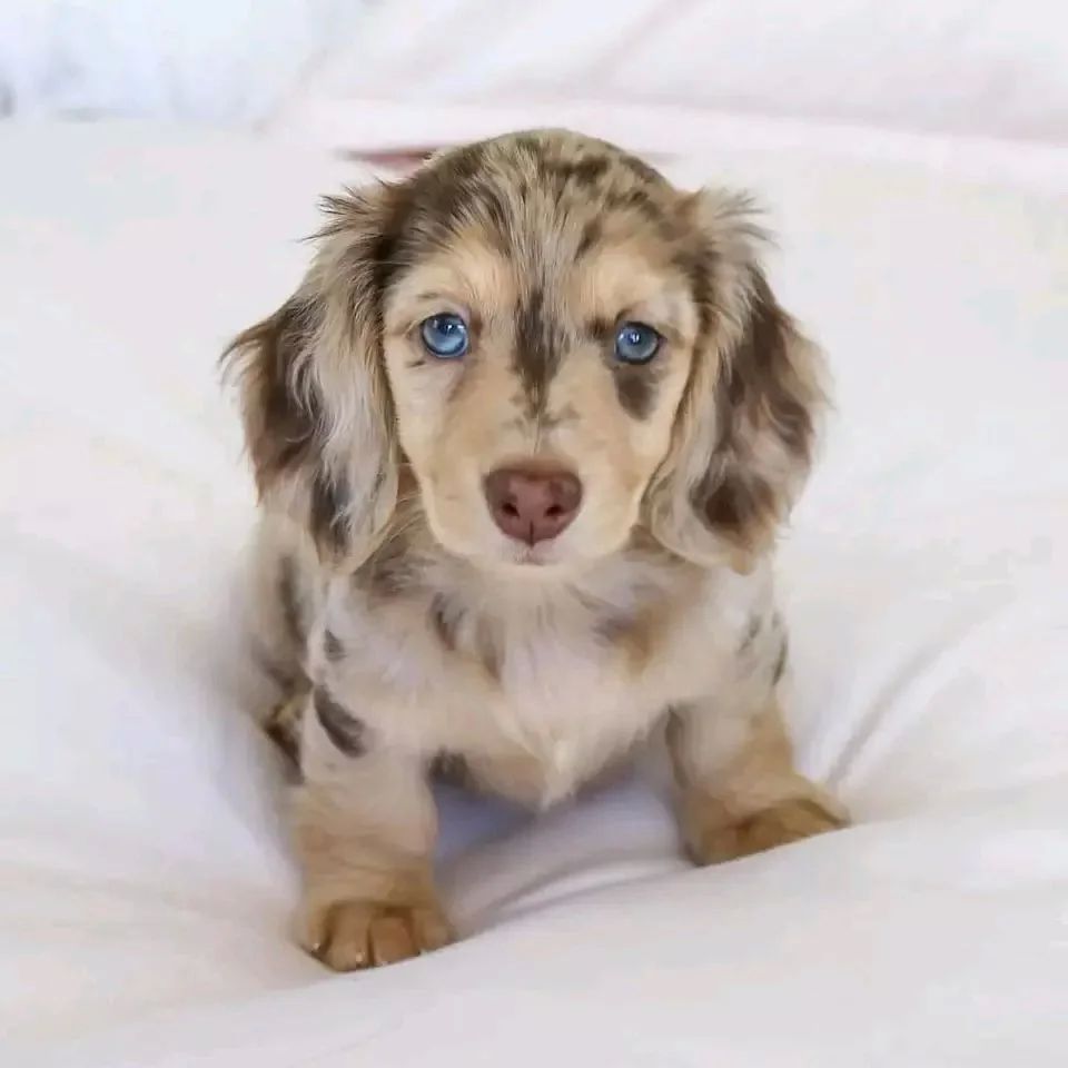 Kela the  Mini Dachshund puppy For sale