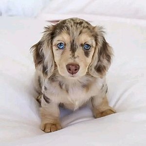 Kela the  Mini Dachshund puppy For sale thumbnail 1