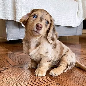Kela the  Mini Dachshund puppy For sale thumbnail 2