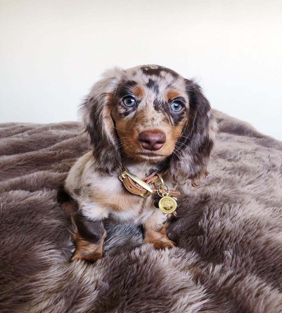 Murphy the mini Dachshund puppy ready for new permanent home