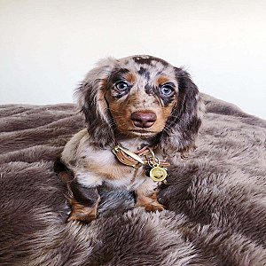 Murphy the mini Dachshund puppy ready for new permanent home thumbnail 1