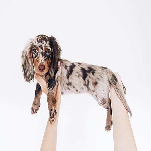 Murphy the mini Dachshund puppy ready for new permanent home thumbnail 2