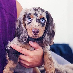 Murphy the mini Dachshund puppy ready for new permanent home thumbnail 3