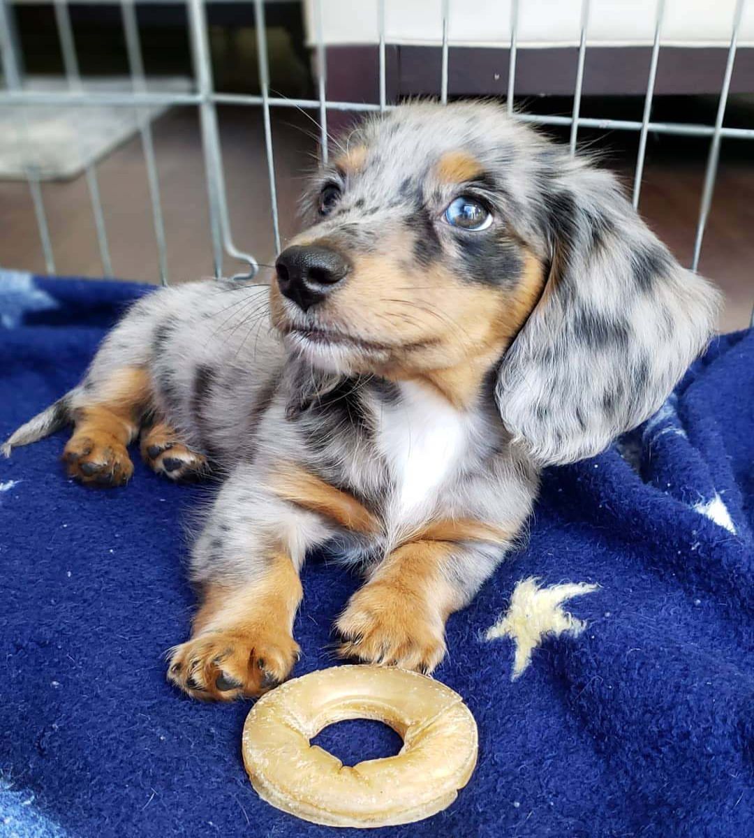 Skimo the mini Dachshund puppy for sale .