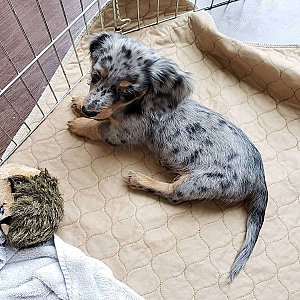 Skimo the mini Dachshund puppy for sale . thumbnail 2