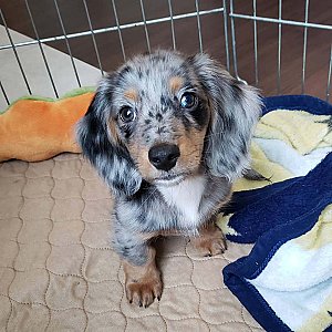 Skimo the mini Dachshund puppy for sale . thumbnail 3