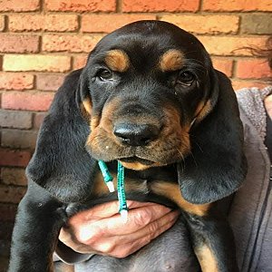 Old fashion American black and tan coonhound puppies thumbnail 1