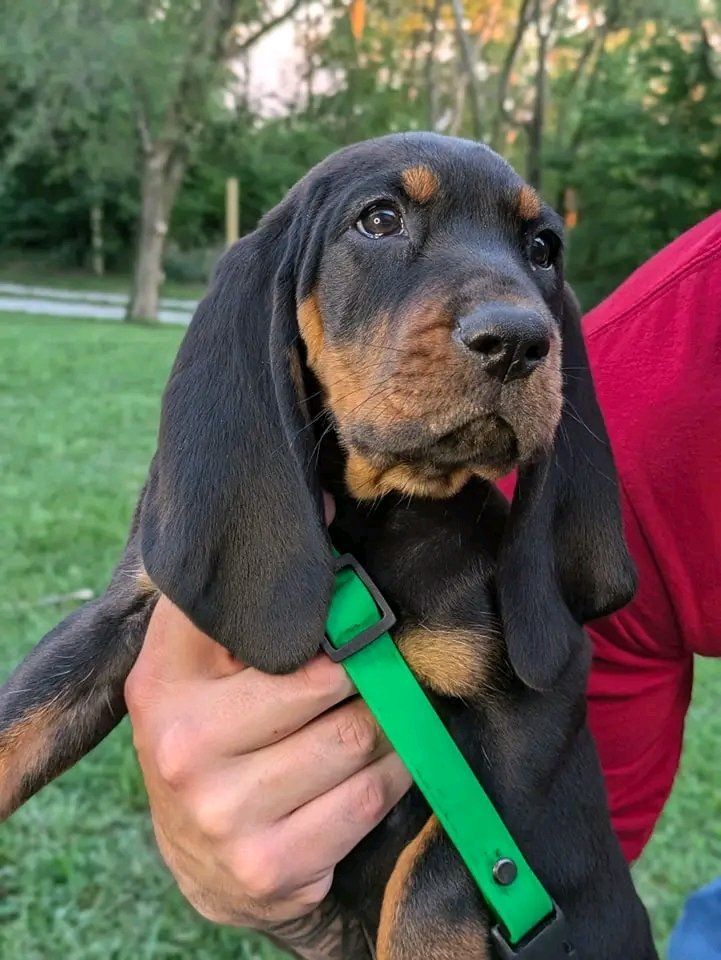 Black and tan coonhound puppies - Ready now