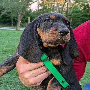 Black and tan coonhound puppies - Ready now thumbnail 1