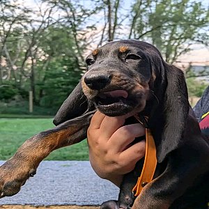 Black and tan coonhound puppies - Ready now thumbnail 2