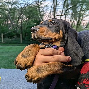 Black and tan coonhound puppies - Ready now thumbnail 3