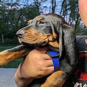 Black and tan coonhound puppies - Ready now thumbnail 4
