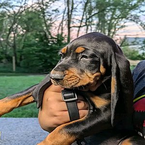 Black and tan coonhound puppies - Ready now thumbnail 5