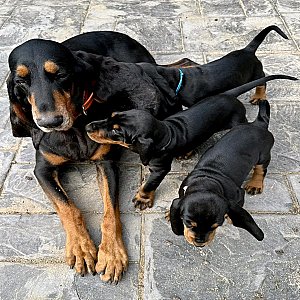 Black and Tan Coonhound Puppies Available Now thumbnail 1